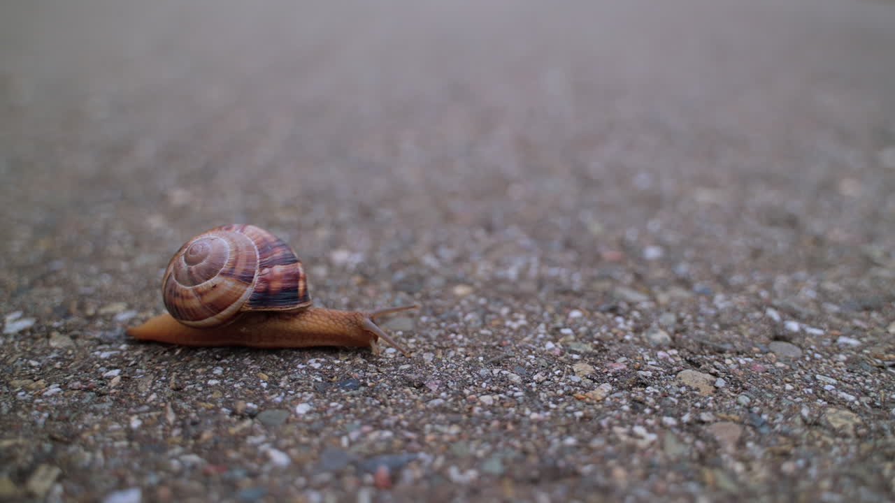 Snail on the Ground