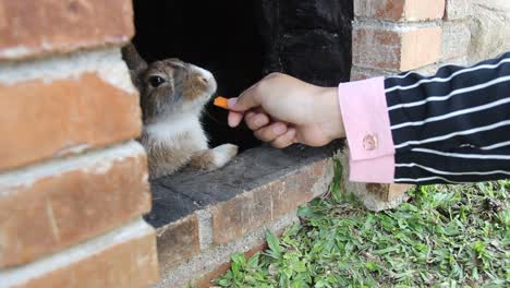 las manos de una mujer joven alimentando zanahorias al conejo de chocolate blanco