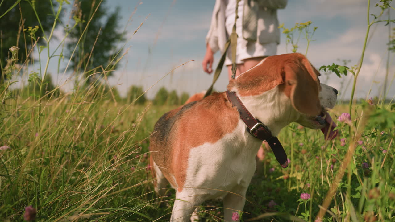 Close-up of dog turning to left with leash around neck held by owner, tongue out, standing in grassy field, person slightly blurred in background, partial view of another dog close by