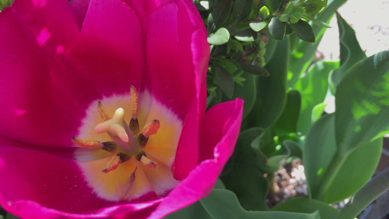 핑크 튤립 두 개