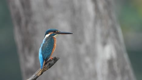 kingfisher in pond area waiting foe pray