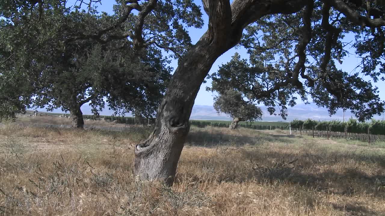 캘리포니아 몬터레이 카운티 포도원을 가로질러 팬