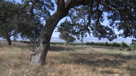 Pan across a Monterey County vineyard California