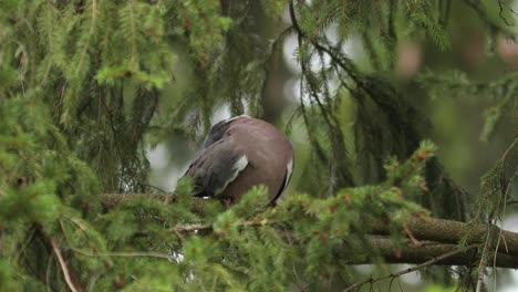 common wood pigeon standing on a branch in a pine tree grooming itself framed by pine tree twigs and greenery out of focus around