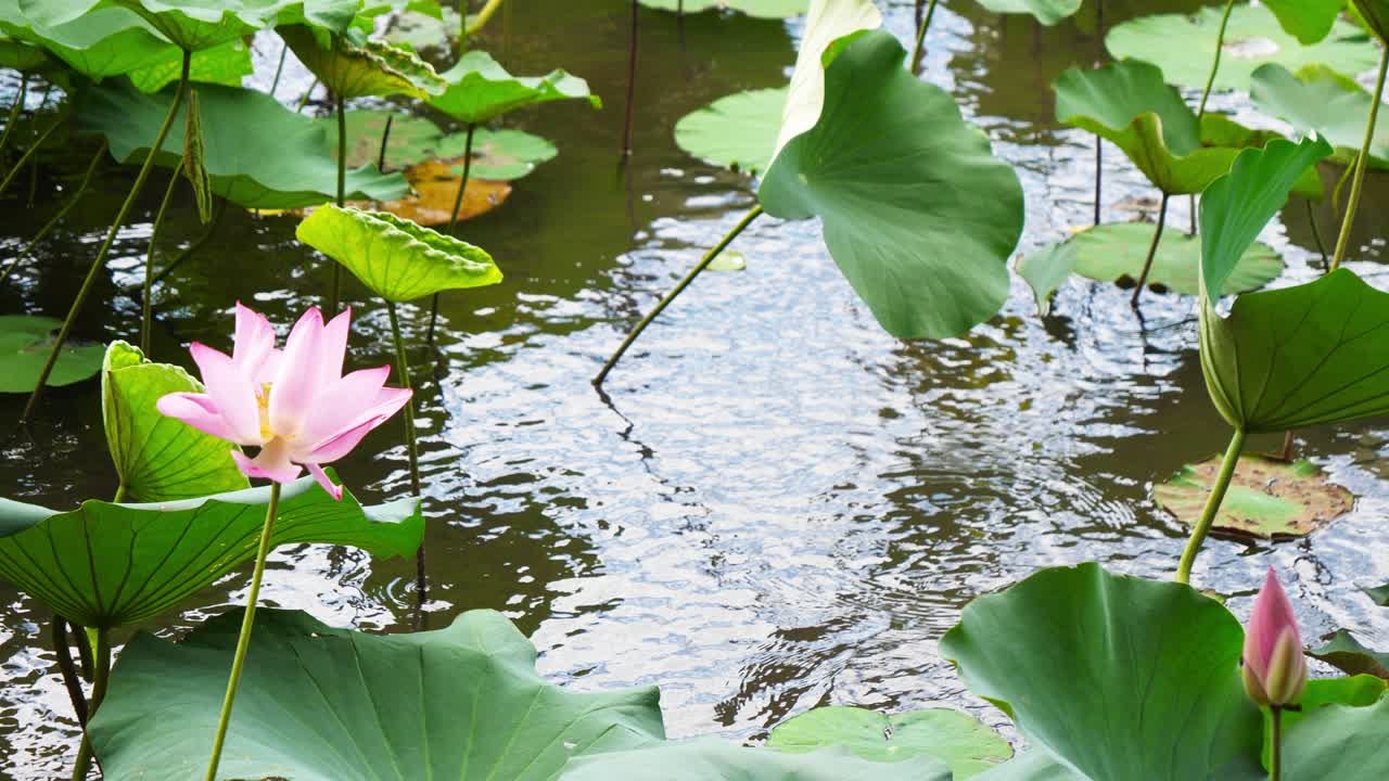 el elegante loto rosa de la naturaleza en el jardín botánico de taipei en taiwán