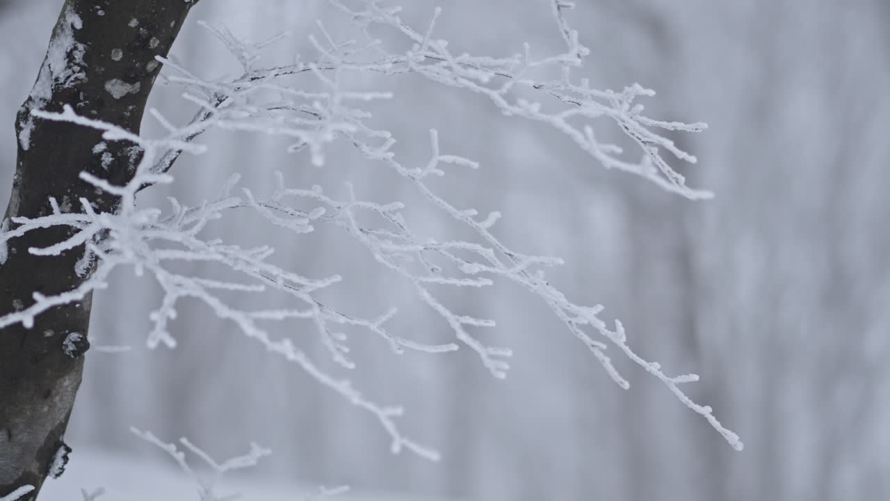 雪で覆われた木の枝は静かな冬の森で孤独と静けさを伝えています