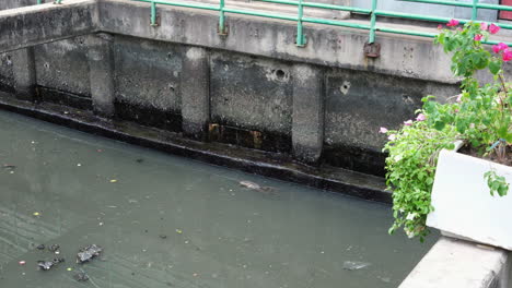 a monitor lizard swimming through the dirty canal in bangkok, thailand - high angle shot