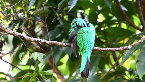 resplendent quetzal female front view perched on branch, san gerardo costa rica