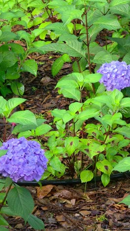 hydrangea flower plants in a garden are automatically sprinkled with water using a drip irrigation system, keeping the soil moist and flowers healthy - vertical