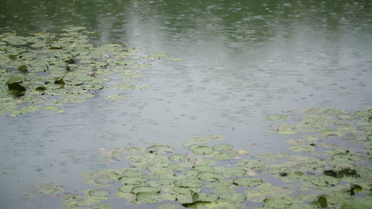 수면에 비가 내리는 비 3