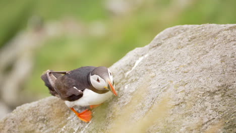 atlantic puffin standing on a rock in norway with grass blowing in the foreground, close up slow motion