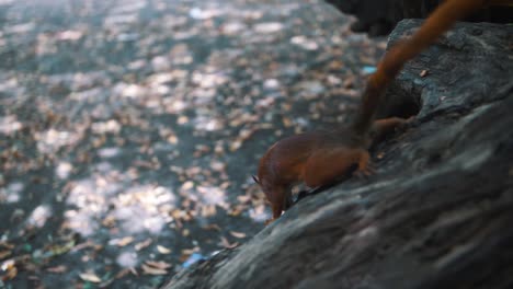 macro close up of brown wild squirrel climbing down the wooden trunk during sunny day in jungle of columbia