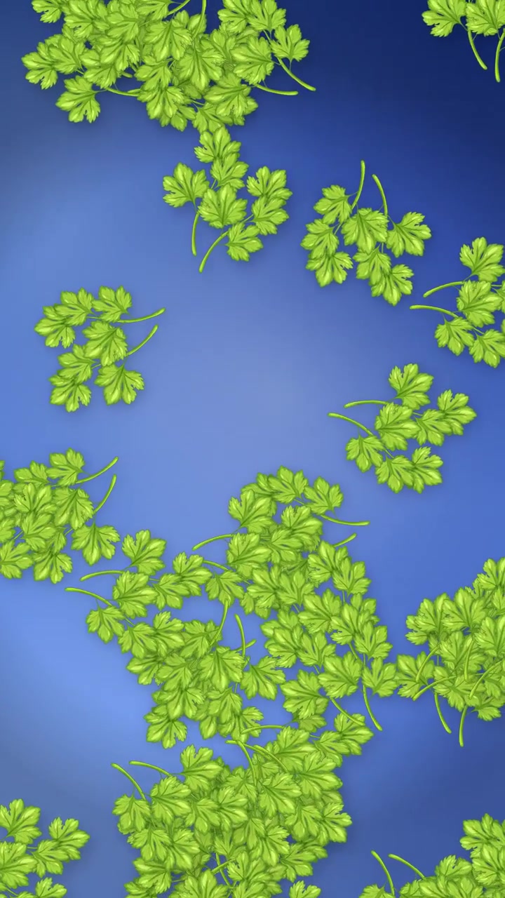 Rametti di prezzemolo verde cadono verticalmente su uno sfondo sfumato blu tenue con ombre delicate