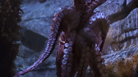 un pulpo usando sus tentáculos y ventosas para adherirse al vidrio de su tanque cautivo - cerrado, aislado