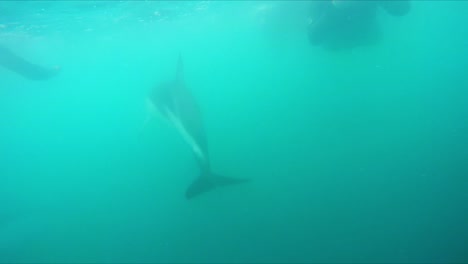 nadando bajo el agua con un gran grupo de múltiples delfines oscuros, todos jugando alegremente en el turbio océano azul cambiante en nueva zelanda