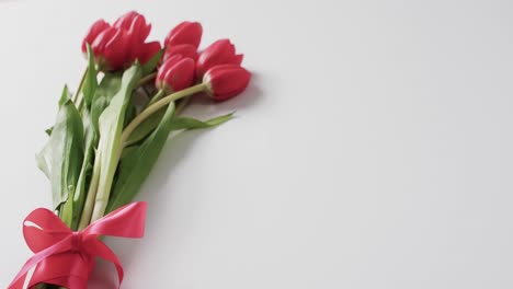 Video-of-bunch-of-red-tulips-with-red-ribbon-and-copy-space-on-white-background
