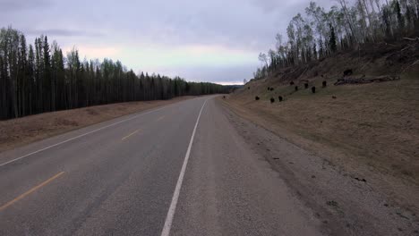 Herd-of-Wood-Bison-as-seen-while-driving-along-the-Alaska-Highway