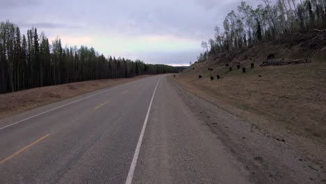 herd of wood bison as seen while driving along the alaska highway