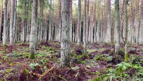troncos plateados de coníferas en un denso bosque espeluznante