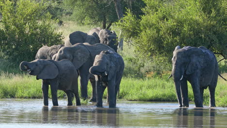 Manada-De-Elefantes-Africanos-Bebiendo-Y-Bañándose-En-El-Río-En-La-Reserva-De-Caza-Privada-Klaserie,-Sudáfrica