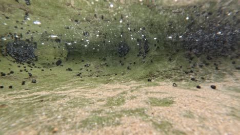 hábitat marino con periwinkles y paisajes acuáticos