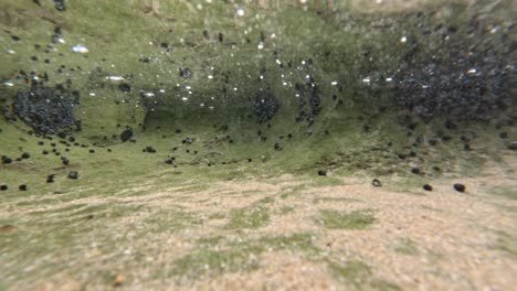 marine habitat with periwinkles and aquatic scenery