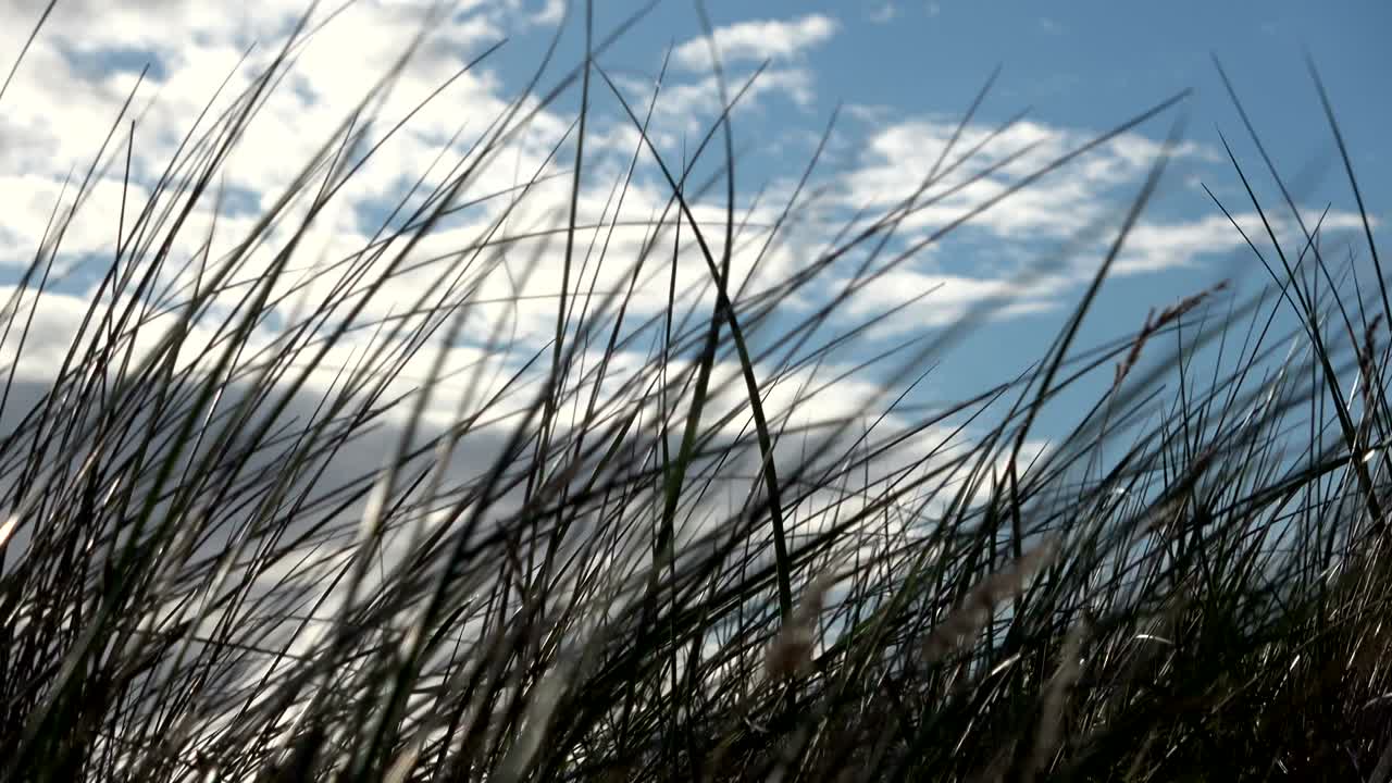 Sand dunes with dune grass in the wind of the North Sea, hiking dunes, dike protection, Sondervig, Jutland, Denmark, 4k