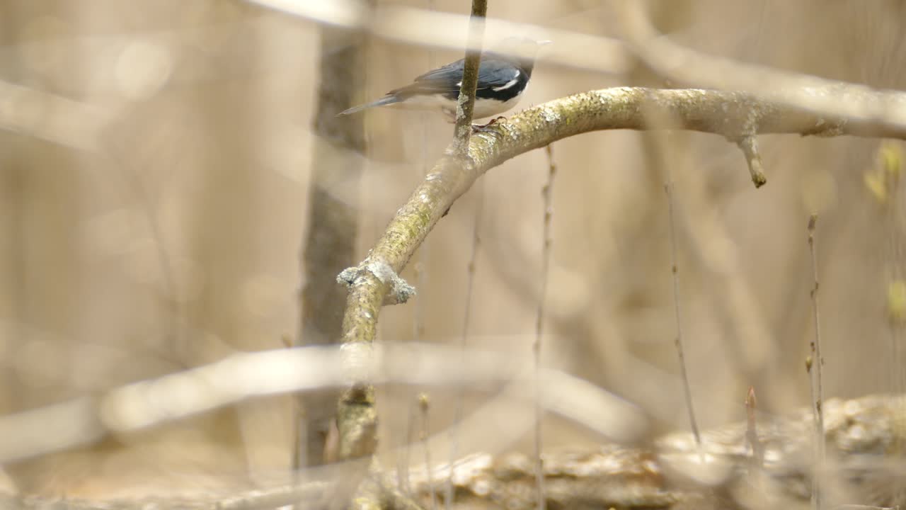 작은 검은 새가 나뭇가지에 뛰어올라 날아간다