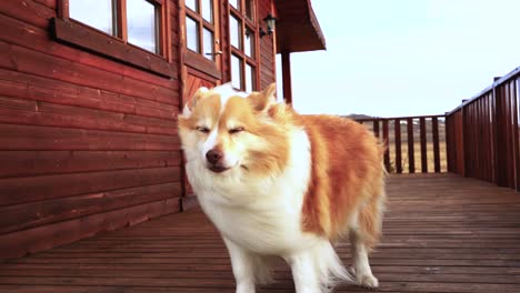 Furry-dog-playing-in-the-field-and-around-the-house-with-autumn-colours-mood