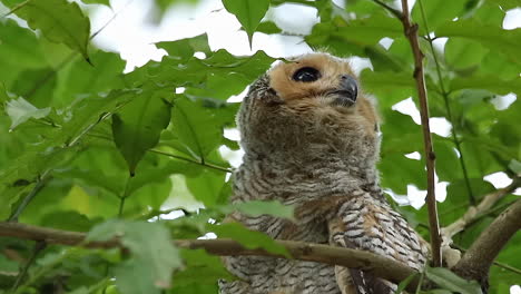 Spotted-wool-owl-relaxing-on-tree-branch-close-up