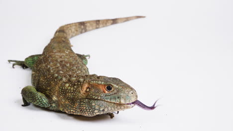 extensión de la lengua del lagarto caimán cuerpo entero sobre fondo blanco
