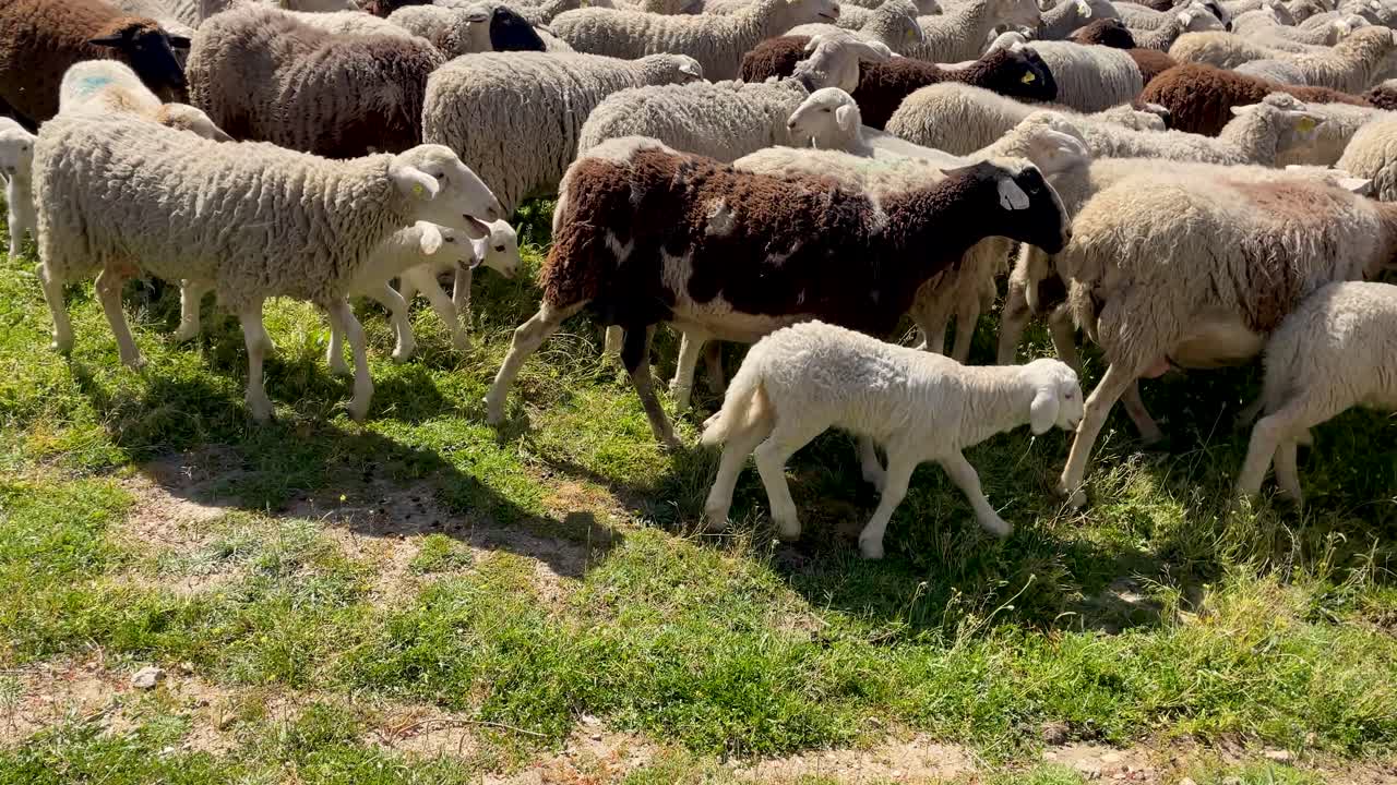 Slow motion filming of a flock of sheep with their lambs, the sheep are with their wool and walking, there are brown and white ones, some bleat to call their young, some carry a cowbell