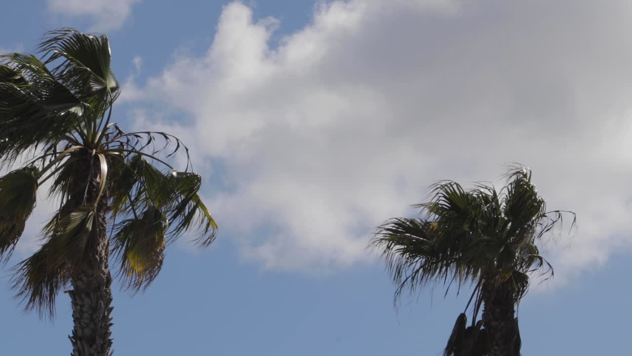 밝은 하늘을 배경으로 슬로우 모션으로 야자수