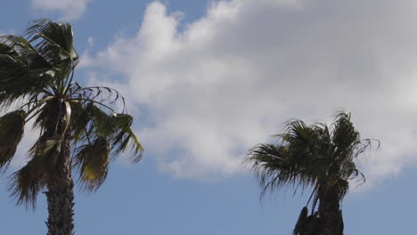 palm trees in slow motion against a bright sky