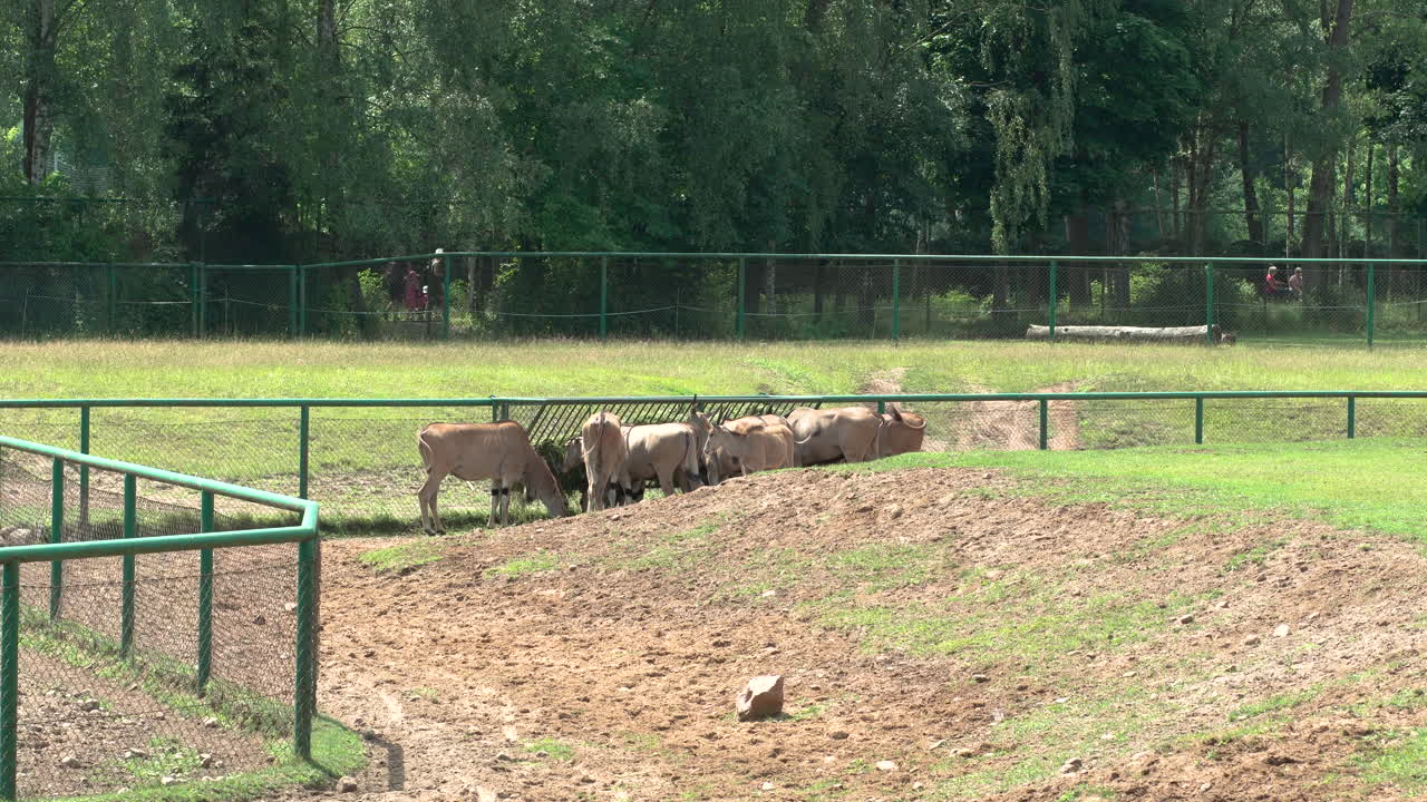 Elanda's flock stands by the feeder and eats food, animals in a confined space