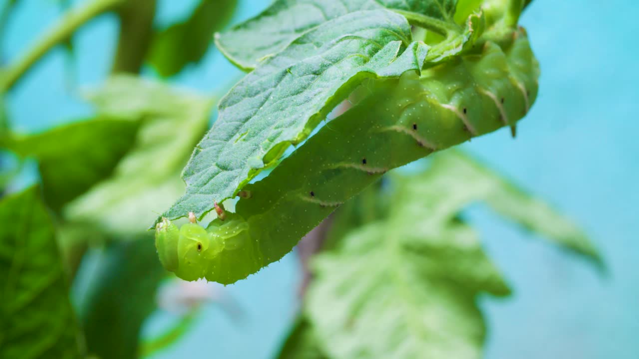 una oruga comiendo una planta de tomate