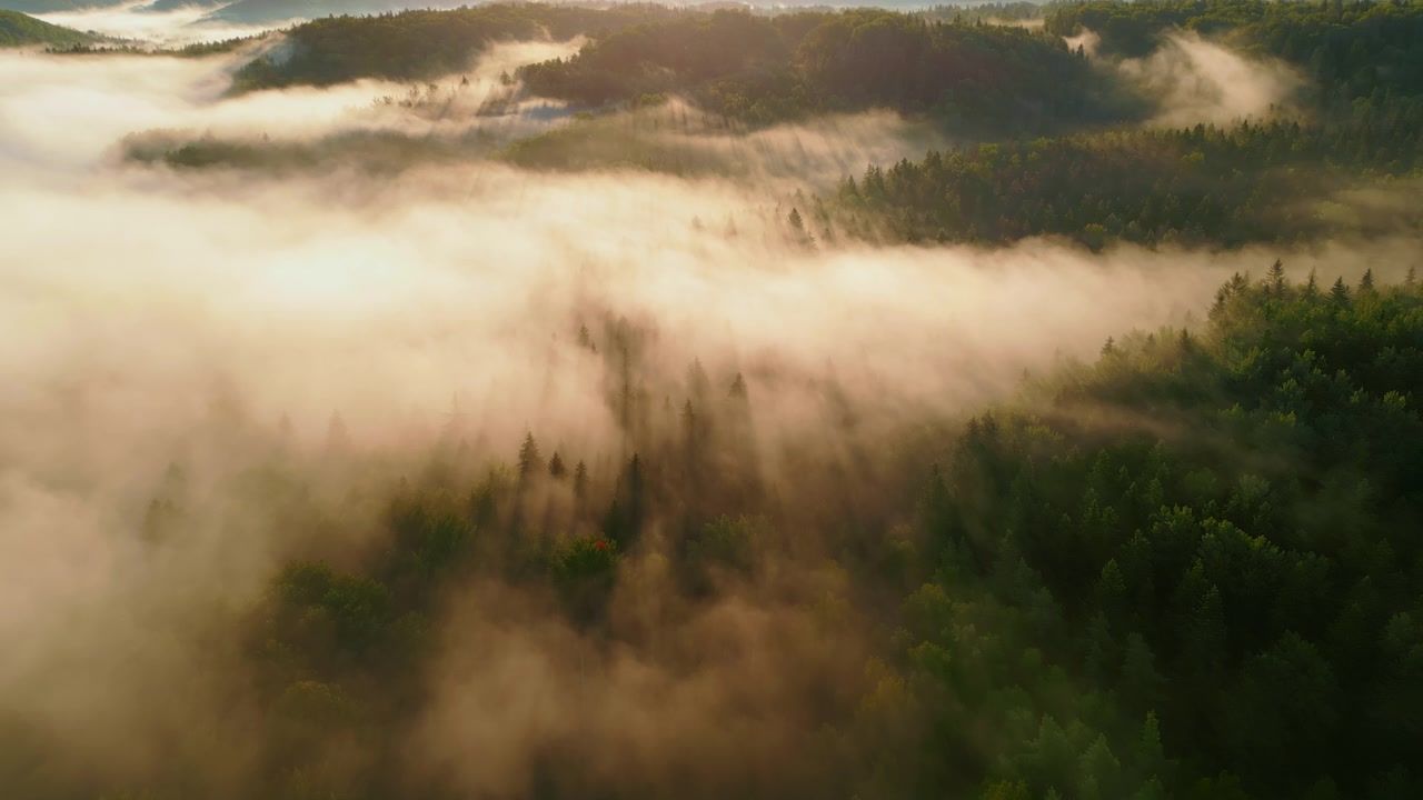 Aerial drone flies backward over a lush green forest blanketed in thick morning mist, revealing rolling hills illuminated by warm golden sunrise light casting long tree shadows.