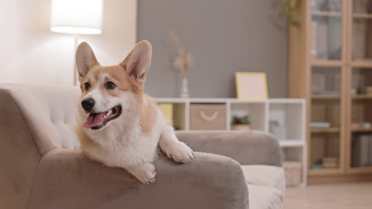 corgi apoyado en el reposabrazos en el sofá