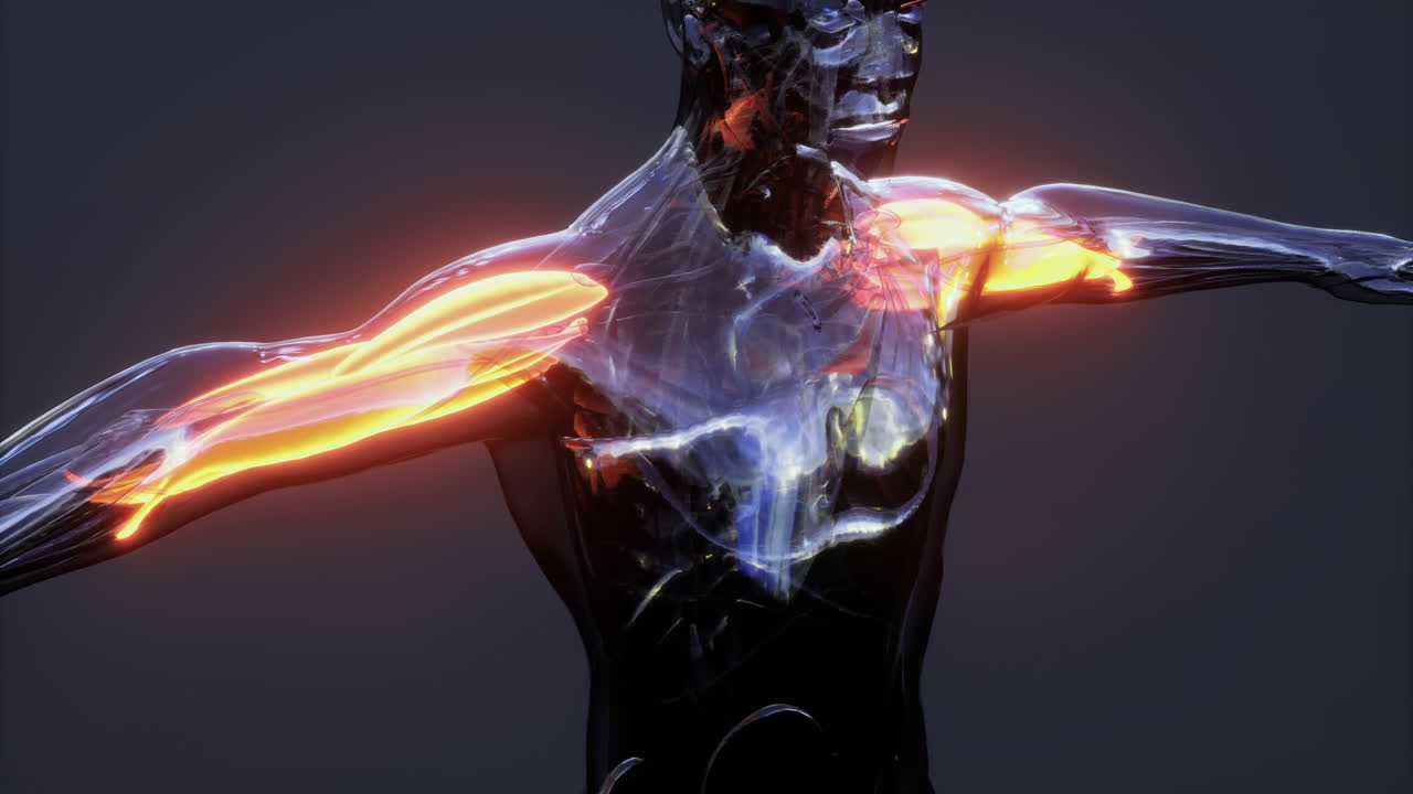 팔 운동 역학을 설명하는 인체 근육의 상세한 해부학