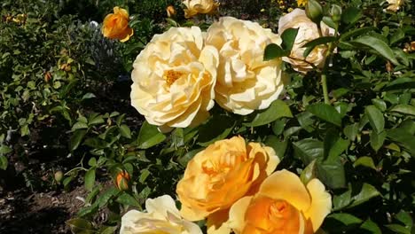 yellow roses at a botanical gardens in california, usa