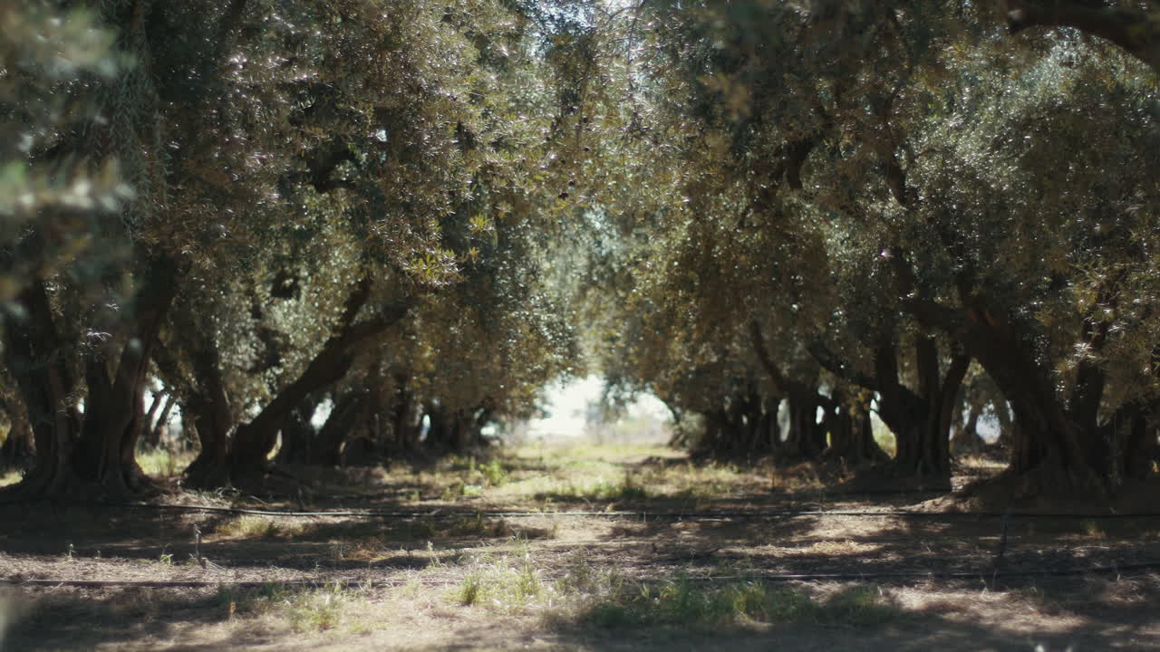 Olive Trees in an Orchard