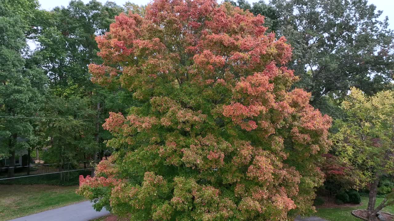 가을에 설탕 단풍나무의 공중