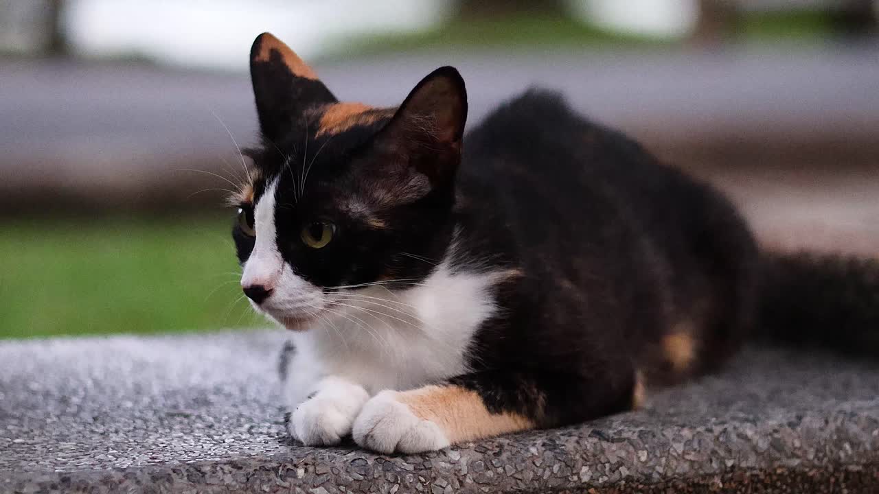 Gatto tricolore che si rilassa su una panchina di pietra