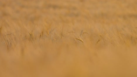 Close-up-of-a-wheat-field-at-sunset