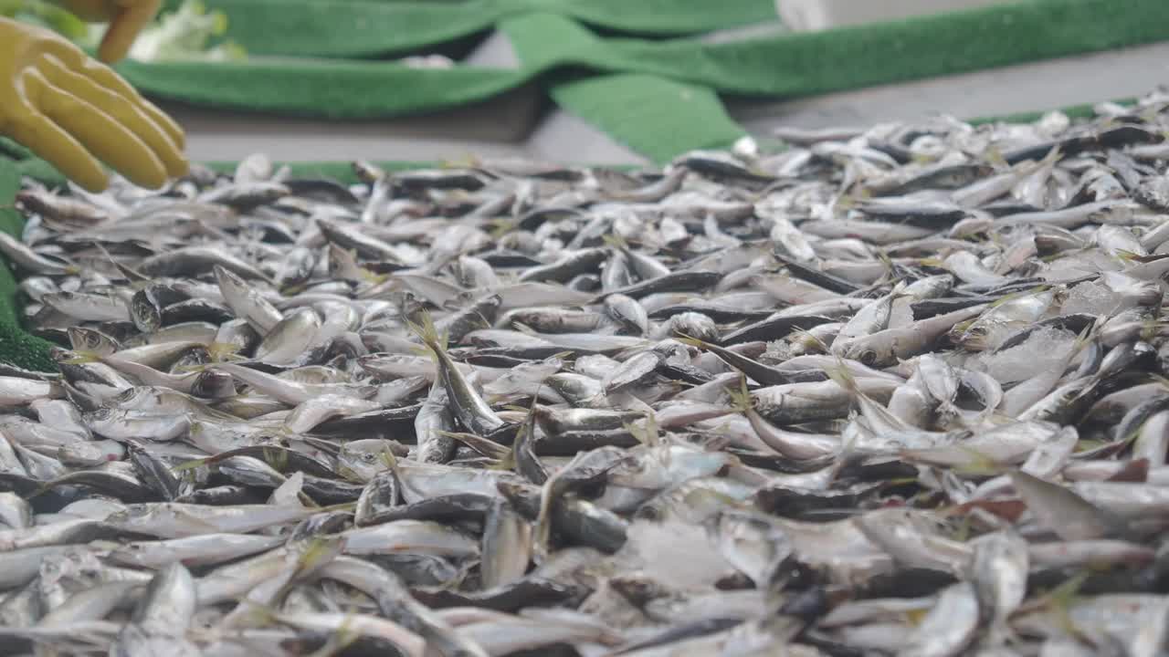 생선 더미