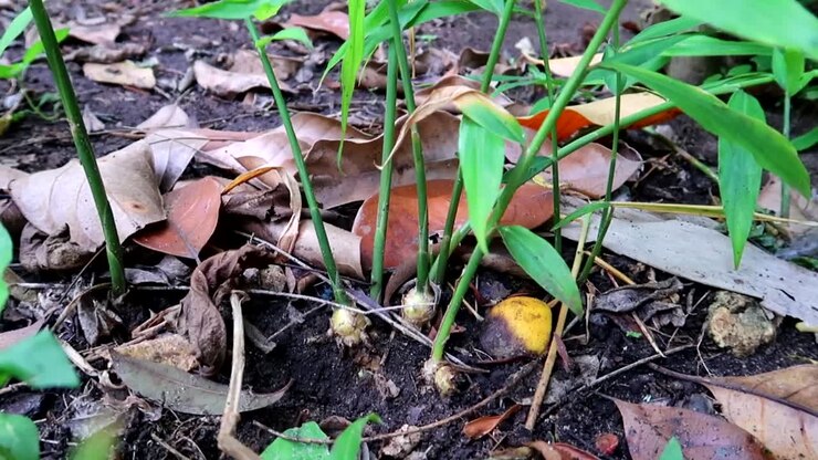 Close-up shot of ginger roots exposed with large stems growing in Zanzibar, Tanzania