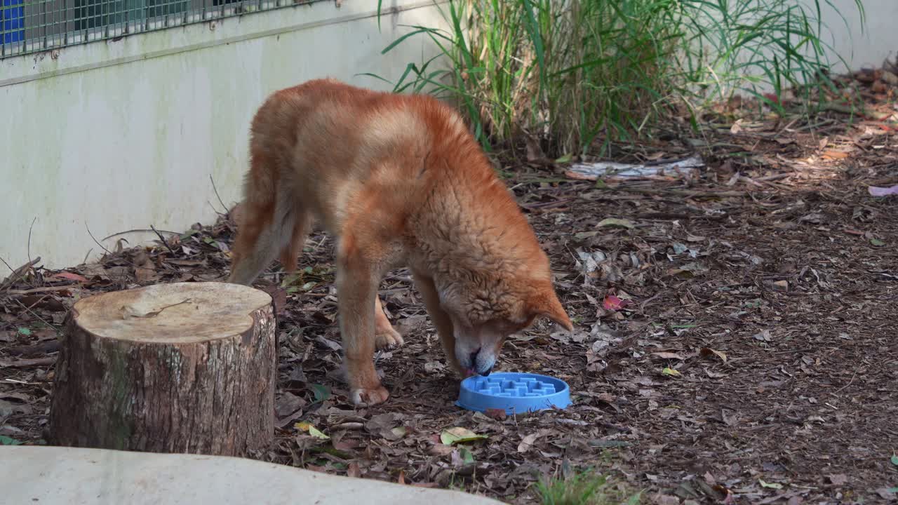 Dingo drinking from a blue bowl in an outdoor enclosure