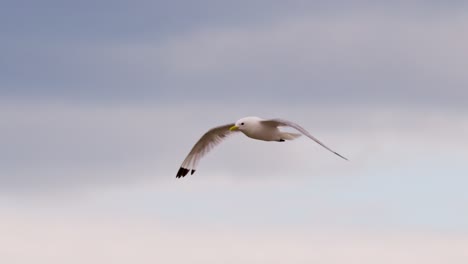 A close-up sequence of a seagull flying gracefully through a cloudy sky, captured in natural daylight with smooth lateral camera tracking