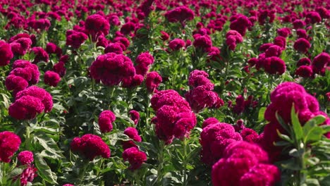 imágenes de un vibrante paisaje de campo de flores de terciopelo