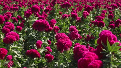 footage of a vibrant velvet flower field landscape